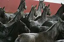 Le long d'un mur, vue de derrière d'un dizaine de jeunes chevaux noirs grisonnants qui se déplacent.