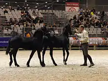 Dans une carrière d'exposition, un homme présente deux poulains noirs en licol.