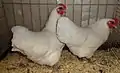 Poules Australorp naines blanc