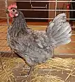 Poule Australorp naine bleu