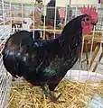 Coq Australorp nain noir