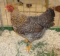 Poule Bielefelder naine saumon coucou doré rouillé