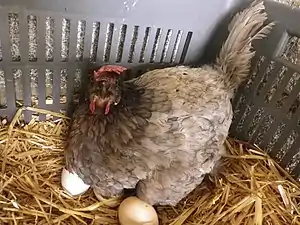 Poule Bleue de France qui couve.