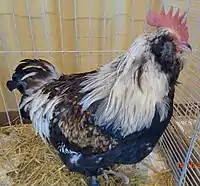 Coq Faverolles Allemande saumoné (grande race)