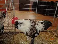 Coq Faverolles Allemande nain saumoné