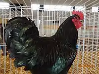 Coq Géante de Jersey noir