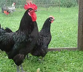 Couple de Gélines de Touraine