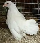 Jeune poule blanc