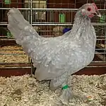 Poule gris perle caillouté blanc