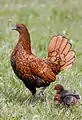 Poule doré liseré noir et ses poussins