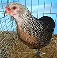 Poule Araucana saumon argenté grande race