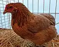 Poule Araucana saumon bleu doré grande race