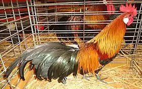 Coq Naine Allemande saumon doré