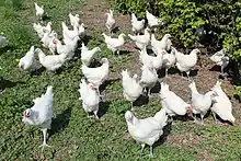 Une trentaine de poules blanches à crête rouge regroupées sur une petite partie d'un pré.