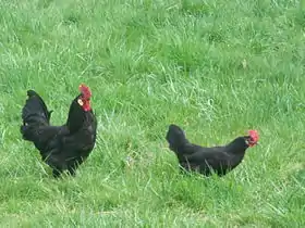 Couple de poules landaise