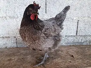 Poule Bleue de France à crête noire.