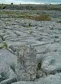 Lapiaz caractéristique du Burren.