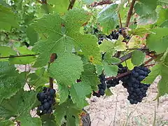 Cépage Poulsard du vignoble du Jura