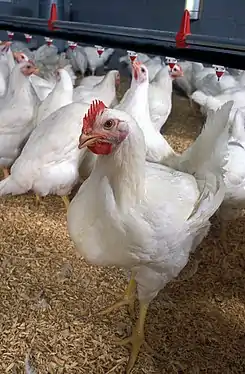 Des poulets de chair dans un élevage de volaillesélevage de volailles.