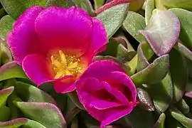 Portulaca grandiflora, aussi appelée Chevalier-d'Onze-heures