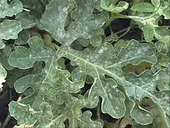 Podosphaera fuliginea sur un pied de melon.