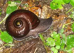 Powelliphanta annectens (en).