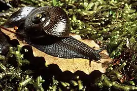 Powelliphanta lignaria johnstoni (en) près du Mokihinui, sur l'île du Sud.