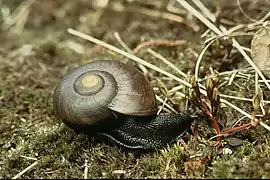 Description de l'image Powelliphanta marchanti DOC 1986.jpg.