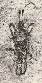 †Praenotochilus parallelus (Lygaeidae), Camoins-les-Bains, France (Chattien, -28 à -23 millions d'années).