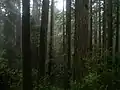 Redwoods côtiers