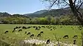 Prairie et paysage aixois à Vauvenargues