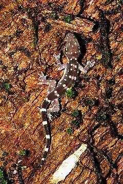 Description de l'image Prasad's gecko - Hemidactylus prashadi.jpg.