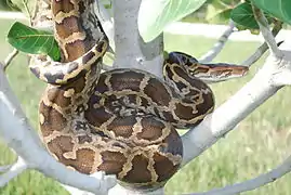 un python molure