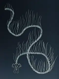 Praya dubia (Prayidae)