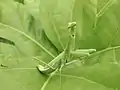 Une mante de Caroline verte sur une feuille.