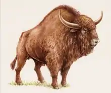 Bison des steppes (Bison priscus)