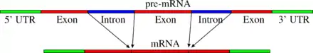 schéma de l'épissage de deux introns dans un ARN messager. Le schéma montre comment la séquence codante est interrompue par la présence de deux introns, et ne peut être rétablie que par l'excision de ces deux séquences