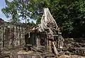 Restes d'un arbre ayant poussé sur l'un des bâtiments du temple.