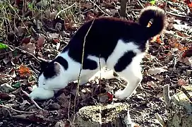 Un chat ayant capturé un rat blanc