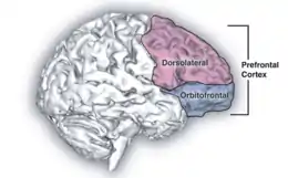 Description de l'image Prefrontal cortex.png.