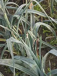 Dommages sur des poireaux cultivés.