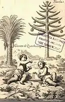 Gravure très ancienne avec un condensé de la flore du Chili. Cocotier du Chili et Araucaria et deux angelots au premier plan.