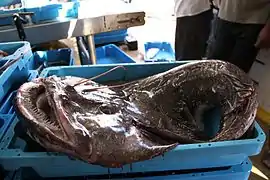 Première nageoire dorsale de la baudroie commune avec filament pêcheur
