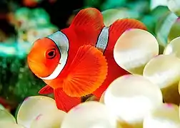 Un petit poisson orange vif sort des bouts renflés d'une anémone de mer