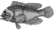 Un dessin en noir et blanc d'un poisson de profil. Ses nageoires sont déployées et sa bouche légèrement ouverte.