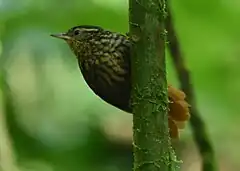 Description de l'image Premnornis guttuliger Rusty-winged barbtail; Pereira, Risaralda, Colombia.jpg.