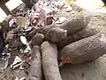 Tubercules de manioc.