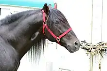 Tête d'un cheval noir portant un licol.