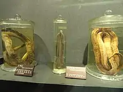Description de l'image Preserved specimens - Kunming Natural History Museum of Zoology - DSC02415.JPG.