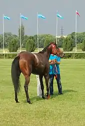 Un cheval marron dont la jambe avant-droite pend avec un os cassé et des chairs apparentes, tenu part un homme en bleu.